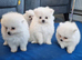 Fully Vacinated Girl Pomeranian Puppy adult weight 3 to 4 kilos. leaves with Pedigree, crate, bed,, training pads, food. Treats, toy, collar and lead.