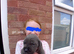 Blue Cane Corso puppies
