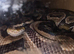 Hgi fire breeds x 3 all proven females 80 each with vivs