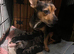 Stunning French x jack x daxi pups