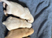 Beautiful KC Reg Puppies from Health Tested Parents