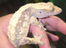 Female crwsted geckos for sale