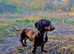 KC Registered Chocolate & Tan Miniature Dachshund Stud &pound;200