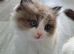 Beautiful TICA Registered