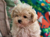 Amazing Tiny Korean Maltipoo Puppies