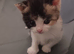 Brittish short hair cross maincoon