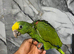 Hand-Rearing Friendly Super Tame Cuddly Yellow Crown Amazon