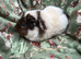 Guinea pigs looking for forever homes £10