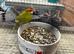 Breeding Pair of Kakariki parrots ready for breeding