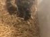 Baby corn snake with full set up