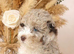 Cockapoo puppies due November