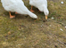 Pekin hatching eggs