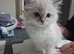 READY NOW GCCF registered Ragdoll kittens