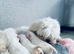 Beautiful KC reg.Maltese puppies