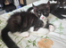 10 week old female black smoke tabby