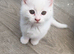 Ready now, 2 little girls short haired white Persian x kittens