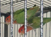 Pair love birds with cage