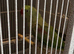 Alexandrine