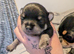 Little boy Chihuahua puppy