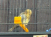 Siskin x canary