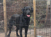 Black Labrador kc registered