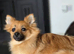 Stunning sable pomeranian boy