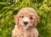 Stunning Maltipoo puppies !