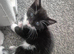 Cute, adorable kitten