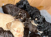 Gorgeous Schnoodle puppies