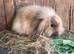 Mini Lion Lop Female Baby