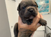 Beautiful blue Staffordshire bull terrier