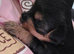 Yorkie / Biewer