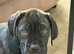 Cane corso girl