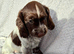Beautiful sprocker puppys.