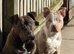 Staffy