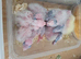 Hand reard baby cockatiel