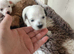 MALTIPOO PUPPIES 3 GIRLS 2 BOYS