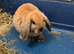 Ready Now! Gorgeous Mini Lop Babies!