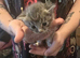 Maine coon Cross kitten
