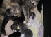 Adorable fluffy kittens