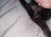 Beautiful mixed kittens for sale