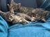 Two Female kittens