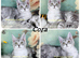 TICA registration Maine coon kittens Ready Now