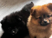 1 boy available