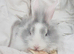 Female young Netherlands dwarf lionhead