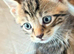 Tabby Kittens