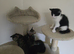 The kittens