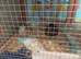 Group of Standard size 4 hens and one male  7 weeks old and been living together &pound;45 the group