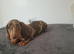 Miniature dachshund feamle