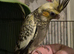 Hand tame baby cockateal